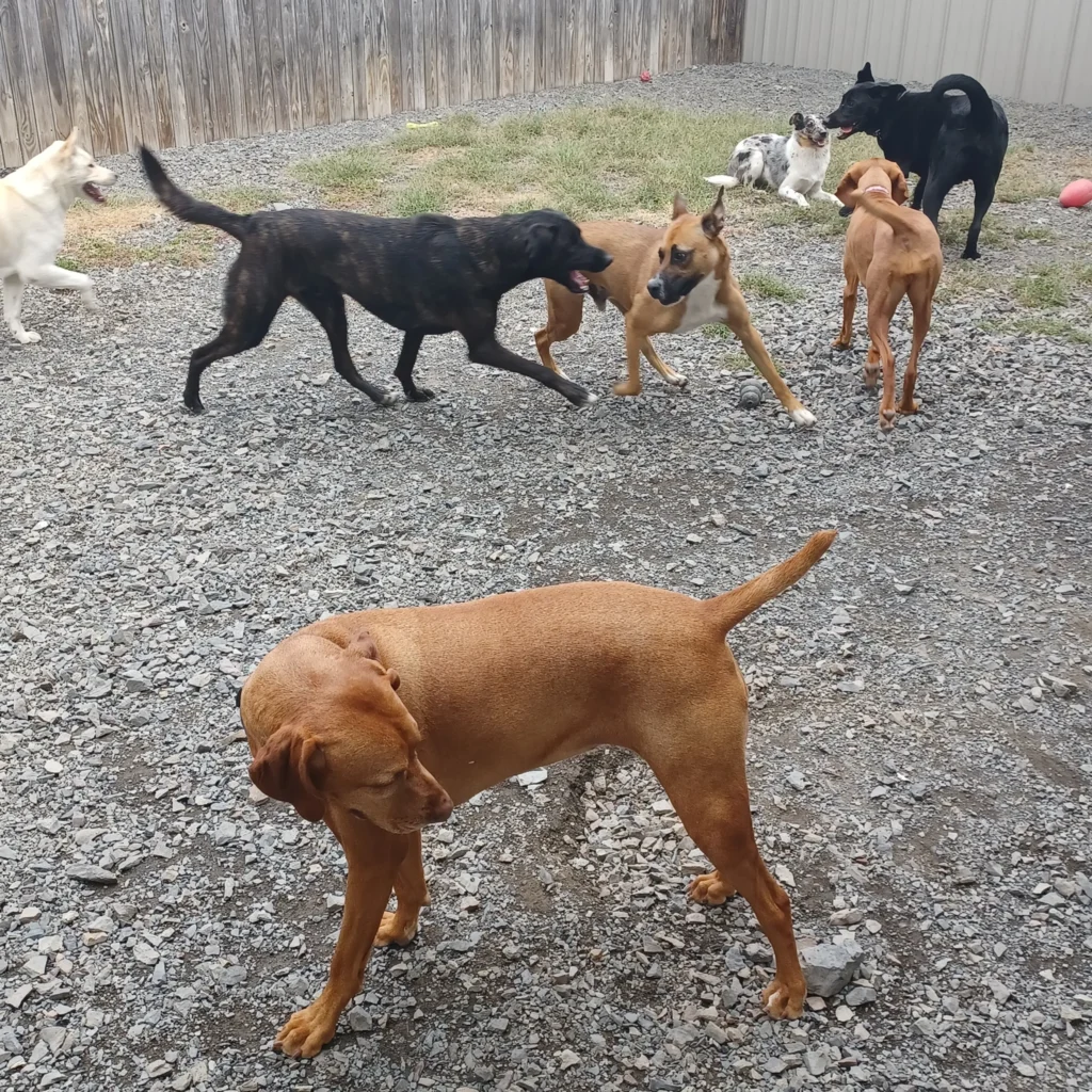 Doggy Daycare